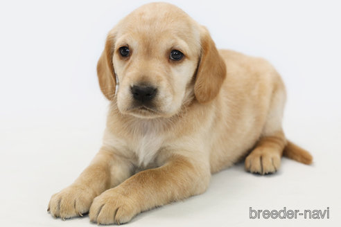 成約済の神奈川県のミックス犬-316966の3枚目